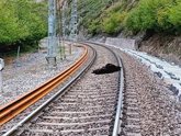 Foto: La osa arrollada por un tren de mercancías en Campoo de Enmedio murió en el momento por el fuerte impacto
