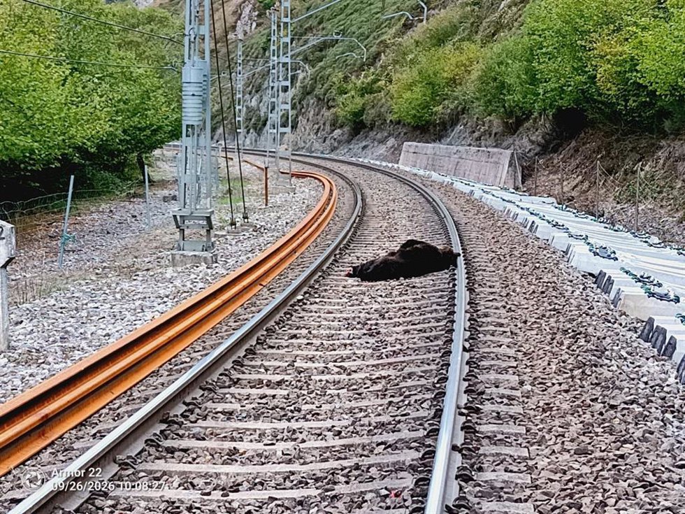 La osa murió en el momento del impacto con el tren.-ARCHIVO