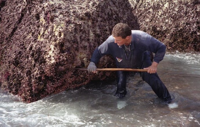 Recogida de percebe
