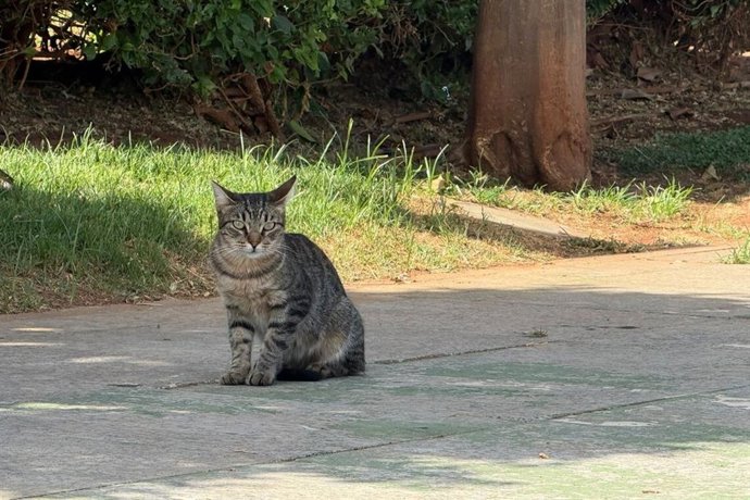 Un gato.
