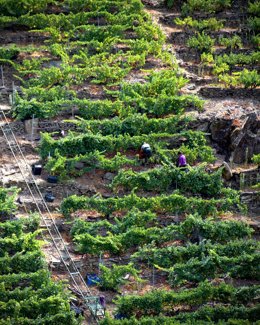 Archivo - Vendimia 2026 en la DO Ribeira Sacra.