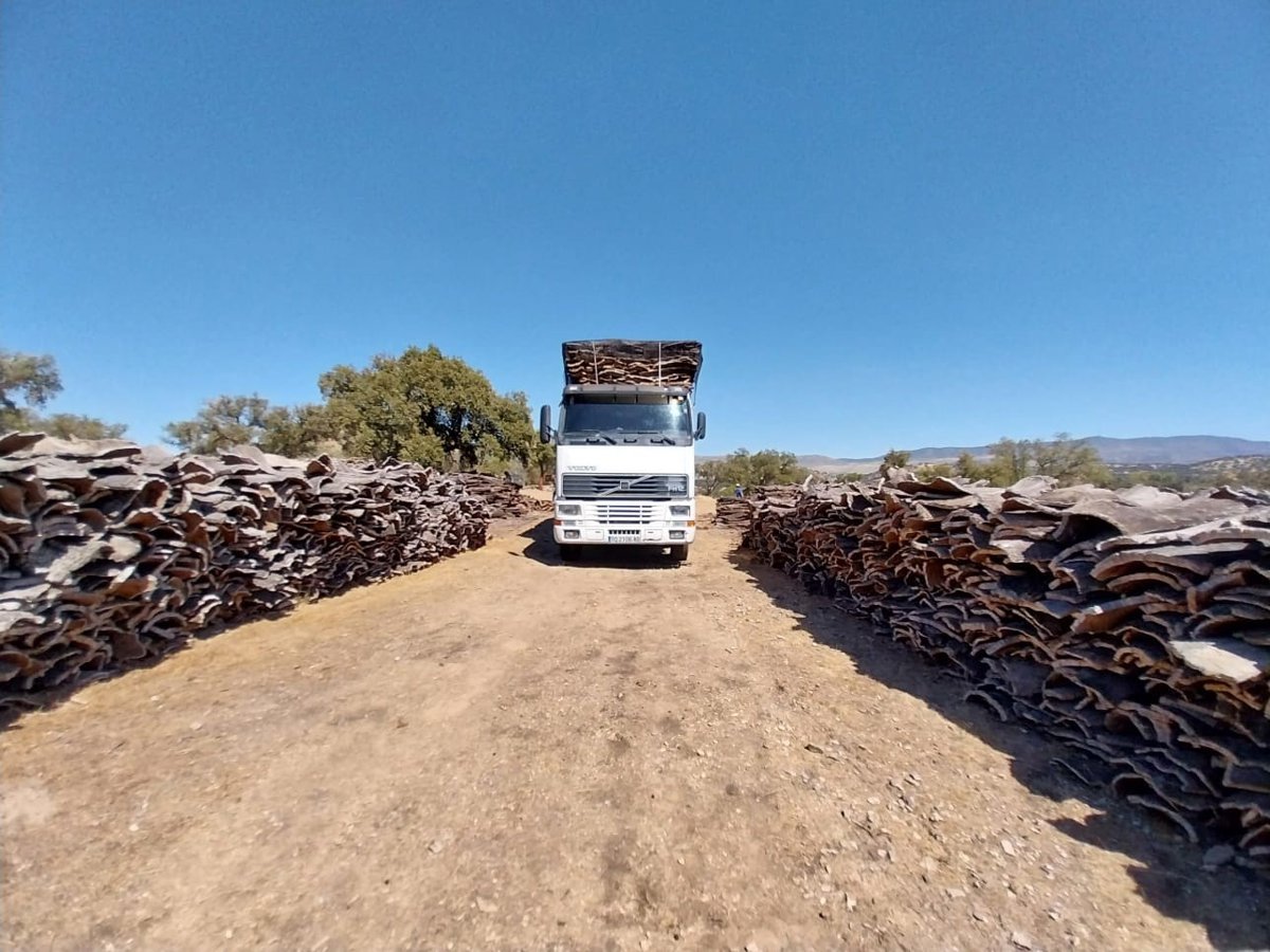 La Diputación de Sevilla inicia el transporte de 96,6 toneladas de corcho del Monte San Antonio por 190.575 euros