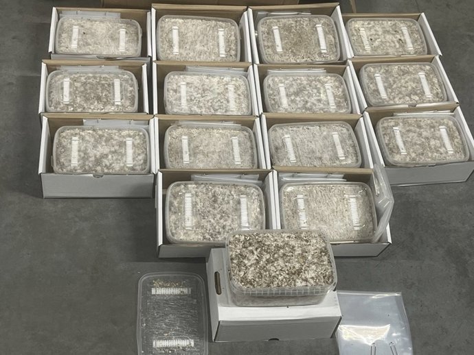 La Guardia Civil y Frontex se incautan de once kilos de cannabis, uno y medio de ketamina y una sustancia parecida a los hongos tóxicos en el Aeropuerto Adolfo Suárez Madrid-Barajas.