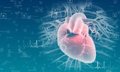 El Ministerio de Ciencia destina 444 millones desde 2018 a investigación e innovación en salud cardiovascular