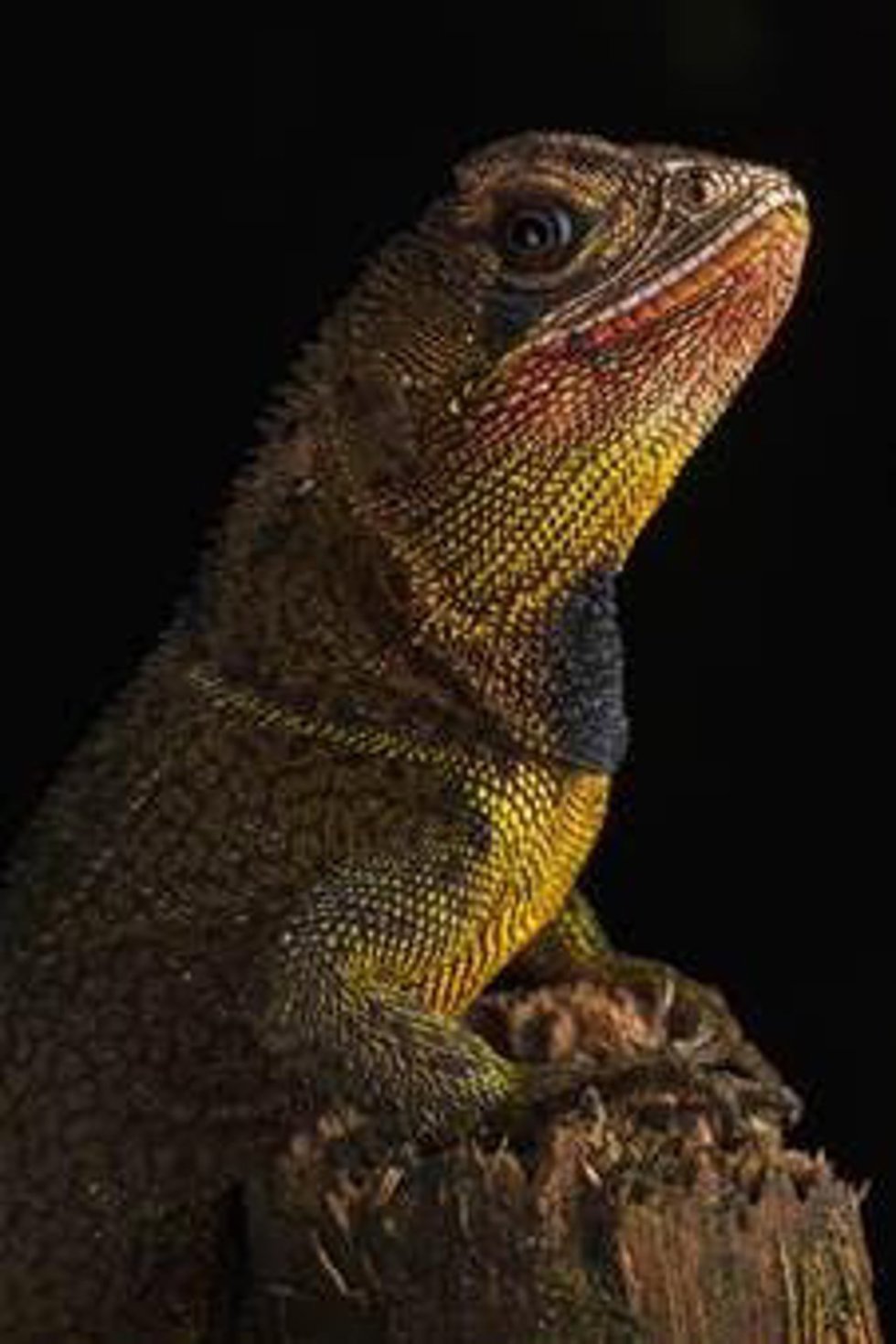 Enyalioides heterolepis.