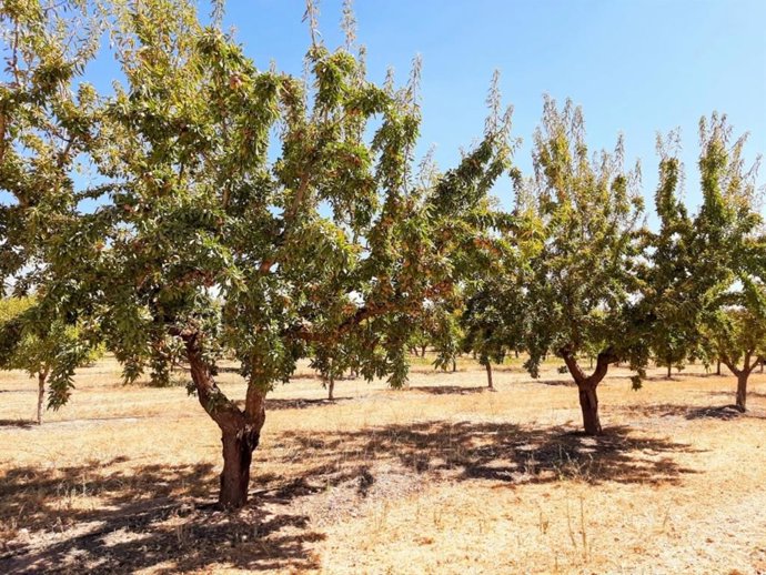 Archivo - Almendros.
