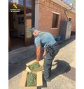 Incautada una planta de marihuana de más de dos metros de altura y diez kilos de peso en Carrión (Palencia)