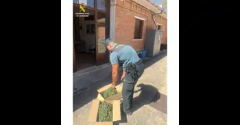 Incautada una planta de marihuana de más de dos metros de altura y diez kilos de peso en Carrión (Palencia)