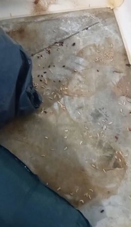 Negligencias en la perrera de Son Reus