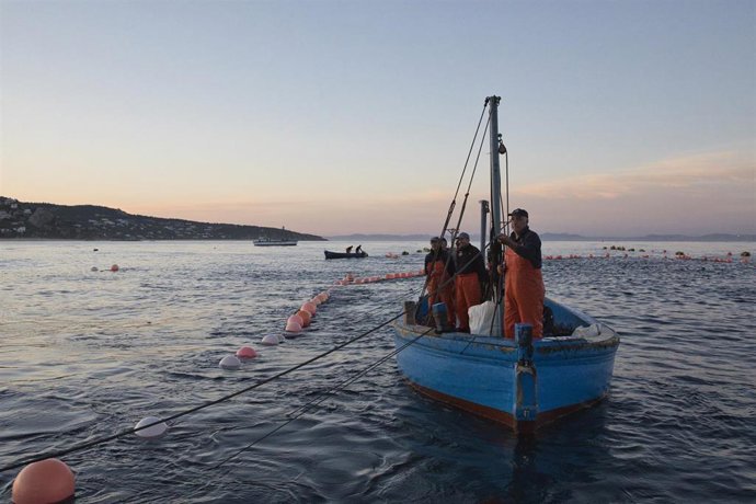 Archivo - Varios pescadores durante la ‘levantá’ del atún en las inmediaciones de Barbate, a 27 de mayo de 2025, en Barbate, Cádiz, Andalucía (España). 