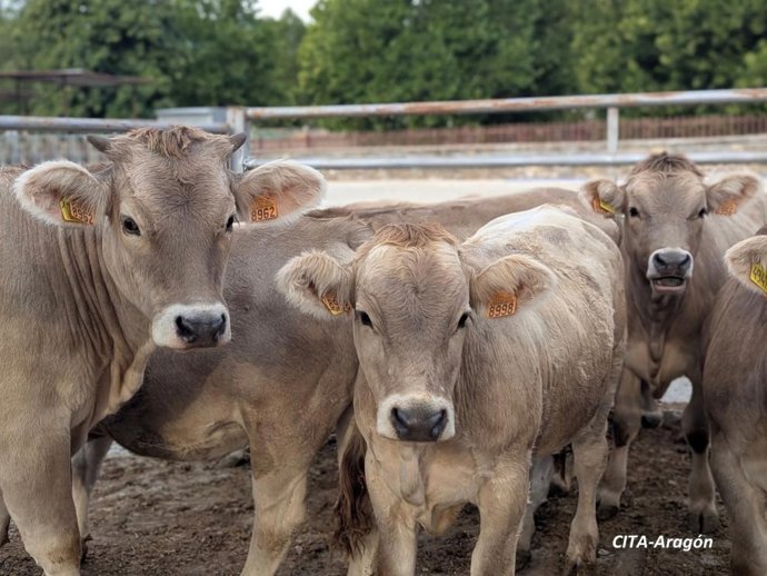 Vacas, ganado vacuno.