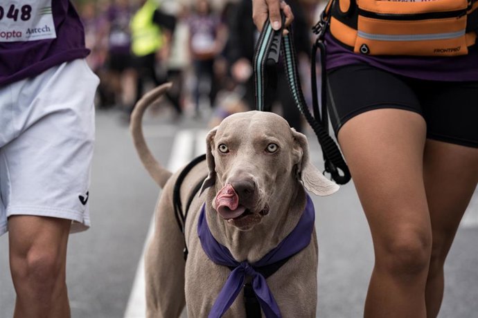 Archivo - Corredores con sus mascotas participan en el Perrotón Madrid 2025, a 19 de octubre de 2025, en Madrid (España). 