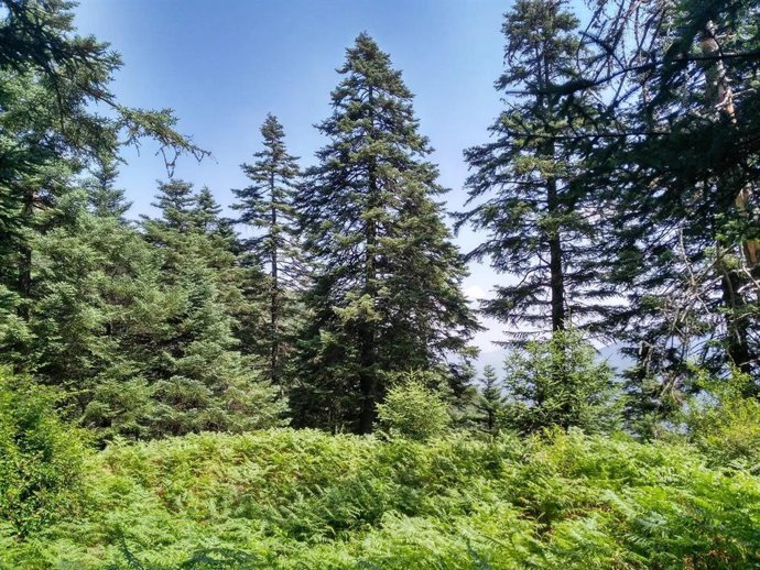 Diputación de Málaga se suma a un proyecto europeo para que Sierra Bermeja sea laboratorio contra incendios forestales.