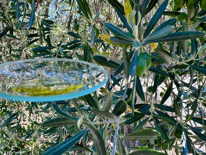 Olivos del Valle del Tiétar.