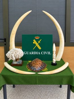 La Guardia Civil se incauta de colmillos de marfil, un esquelo de coral y un caparazón de tortuga boba