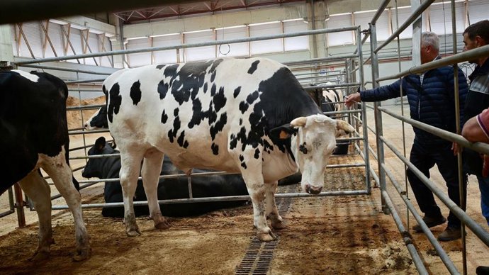 Buey que alcanza precio récord en la Central Agropecuaria de Galicia