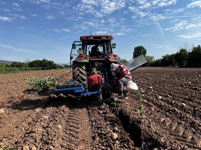 Un campo demostrativo en Lardero busca mejorar la adaptación del peral a las nuevas condiciones climáticas