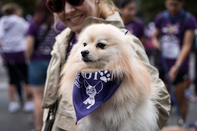 Archivo - Corredores con sus mascotas participan en el Perrotón Madrid 2025, a 19 de octubre de 2025, en Madrid (España). 
