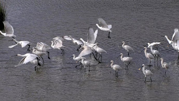 Aves en el Urdaibai Bird Center