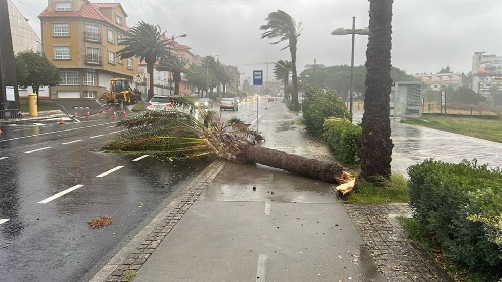Imagen de un árbol caído en Sanxenxo.