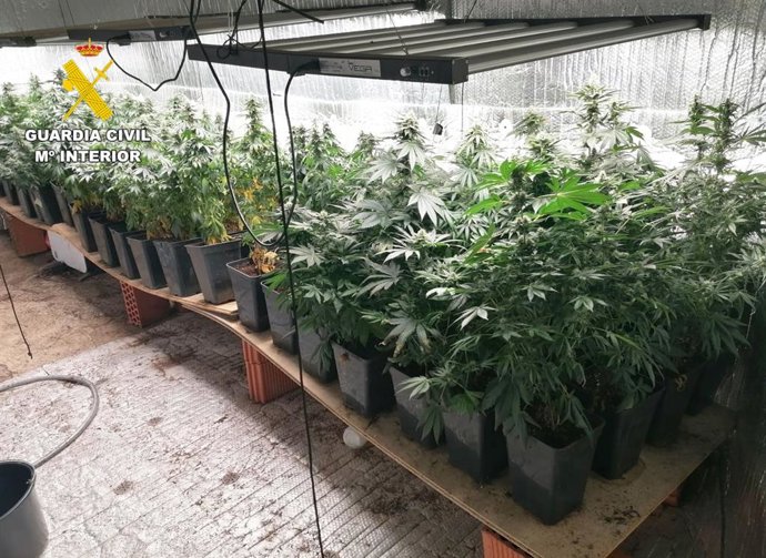 Archivo - Desmantelada una plantación "indoor" de marihuana