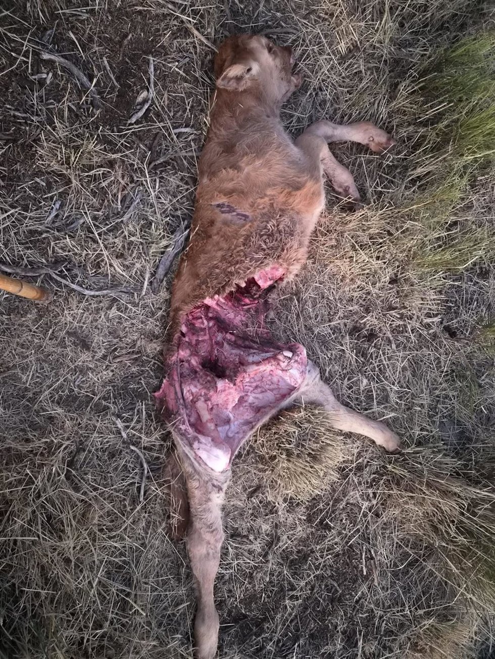 ASAJA Ávila sostiene que las estadísticas no reflejan el daño real del lobo en el campo.