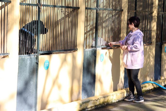Archivo - Un perro del Centro de Bienestar Animal de Son Reus, donde se ha celebrado un desfile solidario de perros, a 17 de diciembre de 2022, en Palma de Mallorca, Mallorca, Islas Baleares (España). 