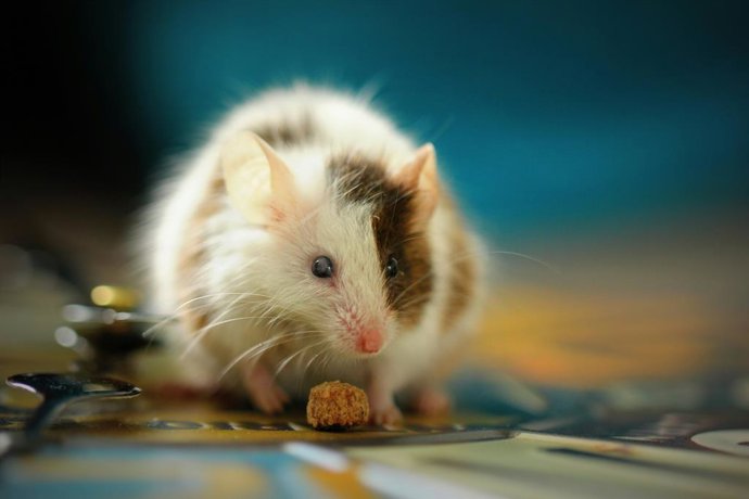 Un ratón blanco y marrón comiendo un pequeño trozo de comida