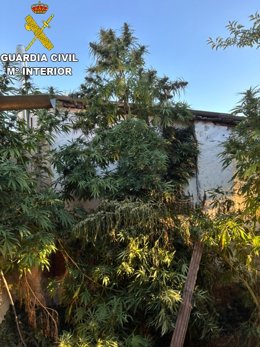 Plantación de marihuana en Olías del Rey.
