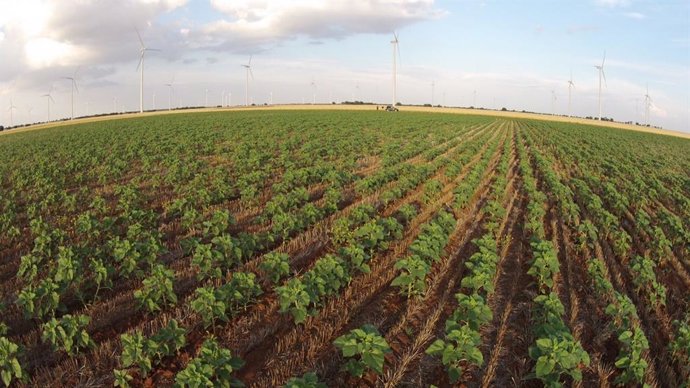 Archivo - Campo de cultivo