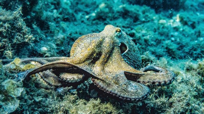 La retirada del proyecto de macrogranja de pulpos en Canarias abre una nueva etapa del debate en Galicia