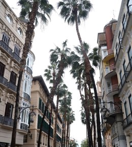 Imagen de archivo de palmeras en Málaga.