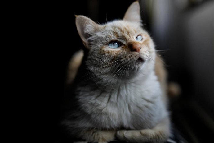 Archivo - Una gata doméstica.