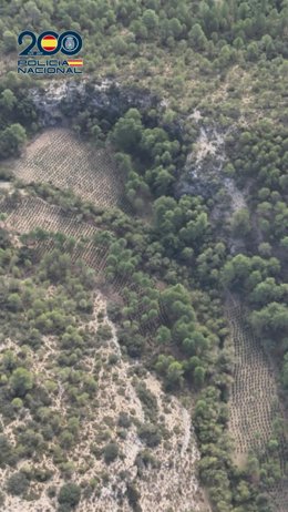 Plantación de marihuana en la Serranía Baja Conquense.