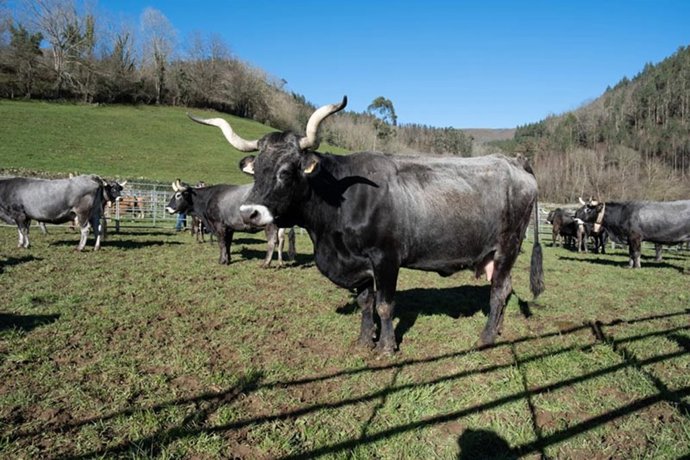 Archivo - Ganado bovino.- Archivo