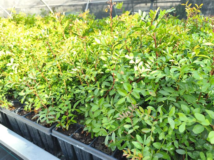 Plantes forestals