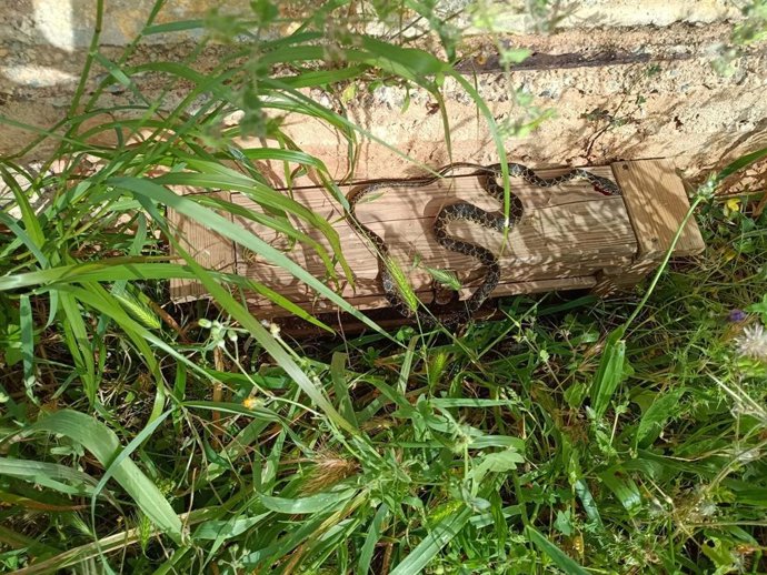 Una serpiente.