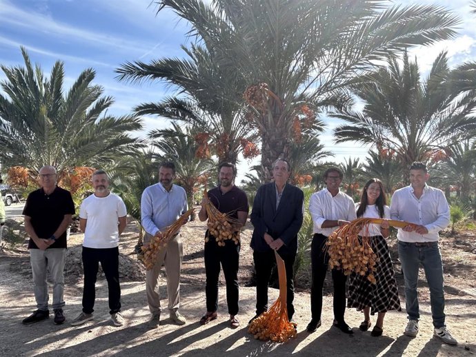 Acto del primer corte de 'ramazo' de dátil de Elche (Alicante)