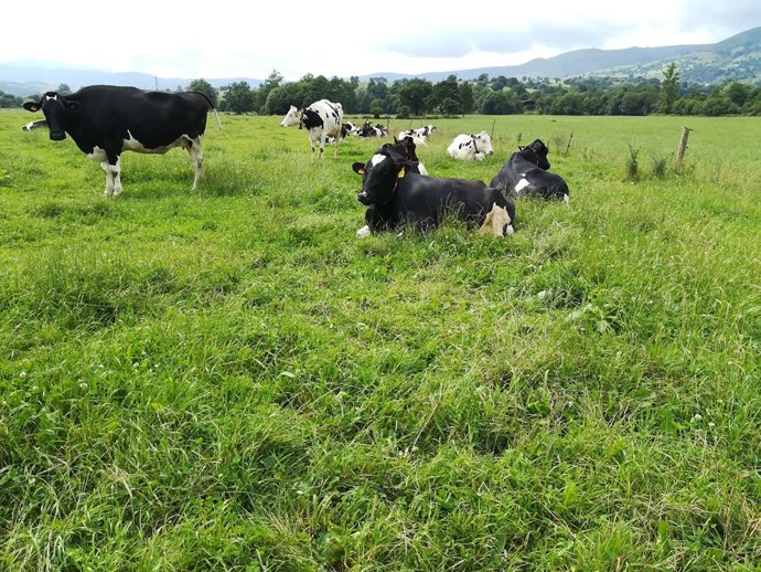 Archivo - Vacas 