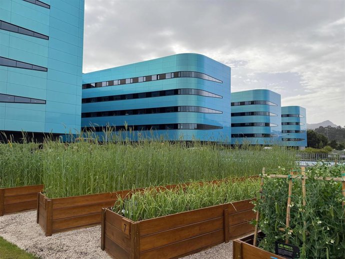 Archivo - Imagen del hospital Álvaro Cunqueiro de Vigo, con la huerta en primer término.