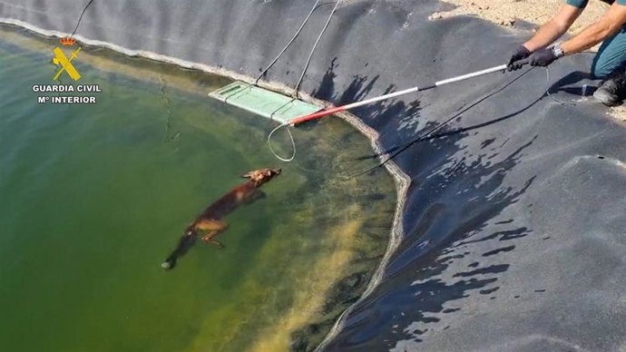 Rescatan a un zorro atrapado en una balsa de riego de Guardamar del Segura