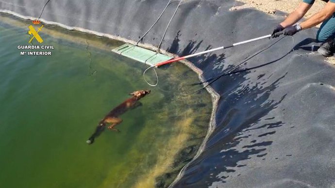 Rescaten a una rabosa atrapada en una bassa de reg de Guardamar del Segura