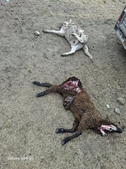 Una de las ovejas atacada por un lobo.