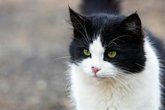 Foto: Torrelavega denuncia la muerte de dos gatos por una posible intoxicación por anticongelante en Campuzano