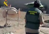 Foto: Intervenidas más de 7.300 plantas de marihuana y cinco armas de fuego en cuatro días en la provincia de Granada