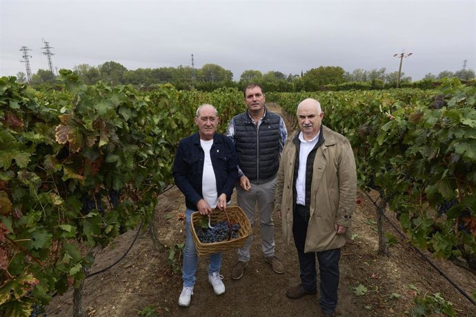 El consejero de Desarrollo Rural y Medio Ambiente del Gobierno foral, José Mari Aierdi, participa en el tradicional corte del último racimo que pone fin a la vendimia 2026.