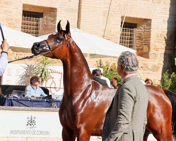 Ejemplar del Campeonato Nacional de Caballos Árabes.