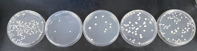 Científicos de las universidades de Oviedo y Harvard identifican una diana para combatir infección por Candida albicans