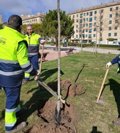 El Ayuntamiento de Salamanca repondrá cerca de 500 árboles en los próximos meses
