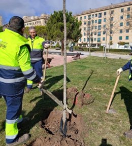 Archivo - El Ayuntamiento de Salamanca repondrá cerca de 500 árboles en los próximos meses